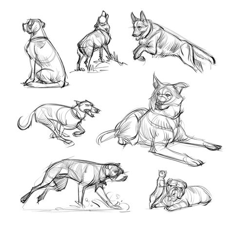 Animal Sketches, Josh Black on ArtStation at https://www.artstation.com/artwork/50kYA Josh Black, Life Sketching, Anime Wolf Drawing, Canine Drawing, Life Sketch, Dog Anatomy, Butterfly Art Painting, Dog Poses, Dog Sketch