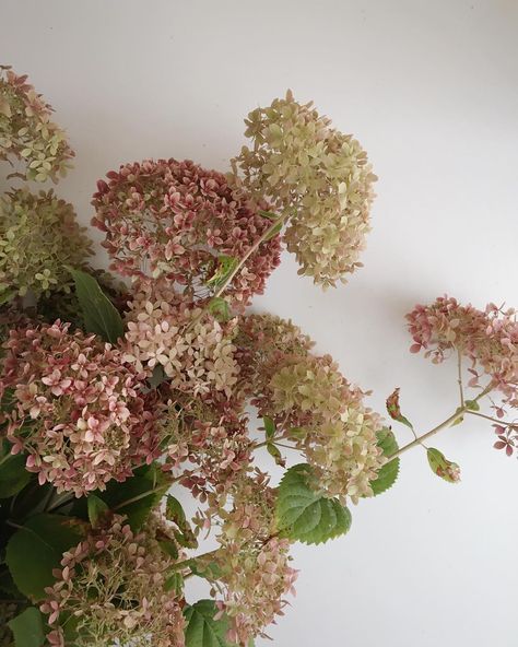 Grandmothers Prayers, Black Scabiosa, Privet Berries, Chocolate Cosmos, Dutch Still Life, Rose Hips, White Coral, Brass Candlesticks, Pampas Grass