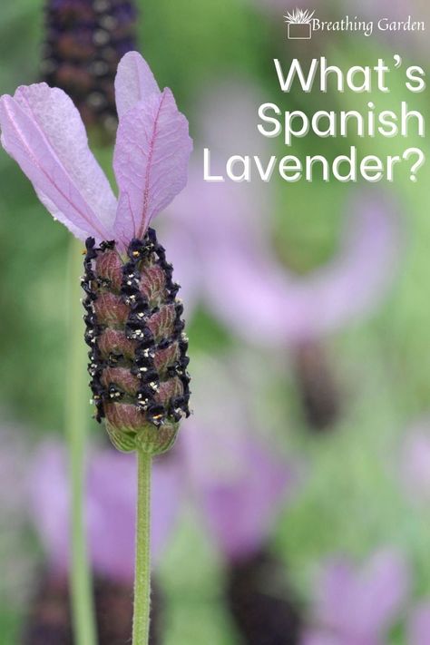 Spanish Lavender Plant Care, Spanish Lavender Uses, Spanish Lavender Plant, Lavender Farming, French Lavender Plant, Growing Lavender Indoors, Indoor Lavender Plant, Lavender Companion Plants, Lavender Potted Plant