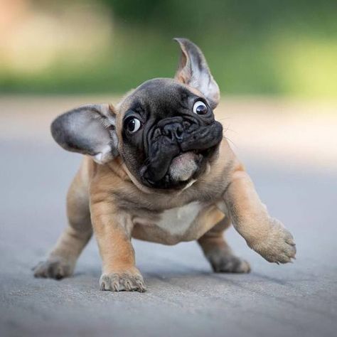 50 Premium Pics to Help Pass the Time - Funny Gallery Bulldog Francese, Frenchie Bulldog, Frenchie Puppy, Cute French Bulldog, French Bulldog Puppies, Baby Animals Funny, Cute Dogs And Puppies, Charles Spaniel