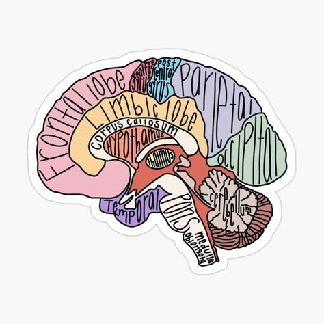 Brain Design, Anatomy Flashcards, Doctor Stickers, Medical Stickers, Brain Anatomy, Cute Laptop Stickers, School Psychology, School Stickers, Stickers For Sale