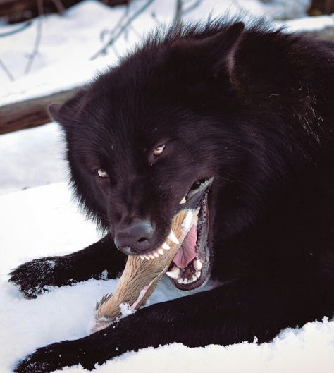 Gorgeous black wolf eating it's prey~ Angry Dog, Dog Motif, Wolf Photos, Timber Wolf, Wolf Love, Wolf Pictures, Beautiful Wolves, Companion Dog, Bad Dog