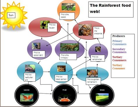 tropical rainforest food web - Google Search | July themes ...                                                                                                                                                                                 More Biome Project Ideas Rainforest, Rainforest Ecosystem Project, Forest Food Chain, Rainforest Food Chain, Food Webs Projects, Rainforest Food Web, Rainforest Facts For Kids, Science Food Chains, Rainforest Biome