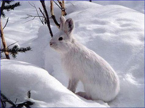 .white rabbit, blends with snow Snowshoe Hare, Arctic Hare, Young Rabbit, Wild Rabbit, Snow Melting, Reggio Emilia, Snow Shoes, An Animal, North Pole