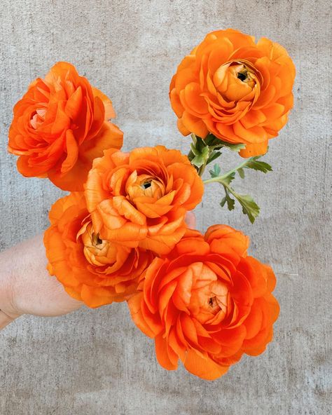 This clementine ranunculus is giving me Aperol vibes Flower Farm, Ranunculus, Give It To Me, On Instagram, Quick Saves, Instagram