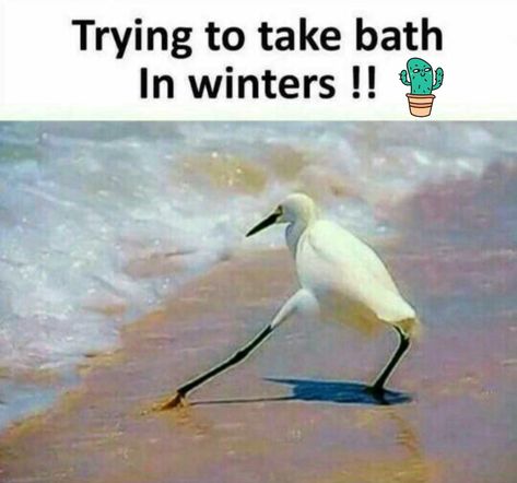 memes on taking bath in winter Insta Memes, Funny School Pictures, Funny Minion Quotes, Latest Funny Jokes, Friendship Quotes Funny, Funny Joke Quote, Funny Animal Jokes, Crazy Funny Memes, Very Funny Jokes