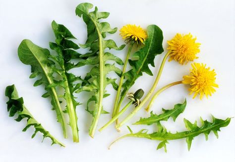 Put Those Common Garden Weeds to Use Detox Grocery List, Common Garden Weeds, Cleansing Foods, Medicinal Weeds, Water Retention Remedies, Dandelion Flowers, Dandelion Leaves, Weeds In Lawn, Mosquito Repelling Plants