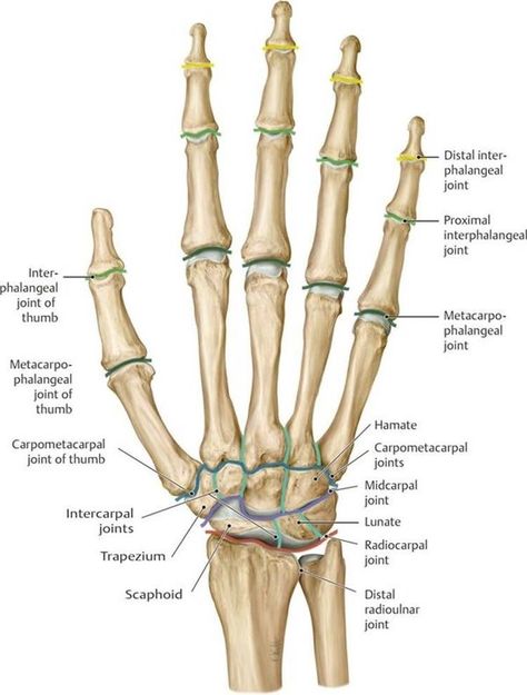 #Muscle #Anatomy #Physiology #Health #Fitness #Training #Muscle #Bone #Hand | Body anatomy, Medical anatomy, Human muscle anatomy Distal Radius Fracture, Hand Bone Anatomy, Human Anatomy Picture, Upper Limb Anatomy, Human Muscle Anatomy, Hand Anatomy, Bone Hand, Anatomy Bones, Human Body Organs