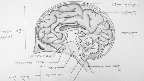 Human Brain Diagram Class 10, Brain Diagram Class 10, Brain Diagram Drawing, Brain Structure Diagram, Diagram Of Brain, Structure Of Brain, Brain Drawing Simple, Human Brain Drawing, Human Brain Diagram