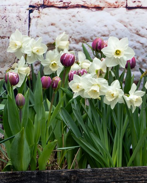 A garden full of blooming daffodils and tulips feels like a celebration! 🌼🎉 Start creating your own spring party this autumn. https://im.nu/CjgaC2 #SpringJoy #SpringBloom #GardenFun #FlowerBulbs #FlowerBulbsMakeYouBloom Tulips And Daffodils, Hydrangea Landscaping, Flower Bulbs, Spring Party, Bulb Flowers, Spring Blooms, Amazing Gardens, Happy Place, Daffodils