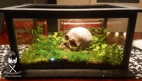 Skull Terrarium, Tree Frog Terrarium, Tarantula Enclosure, Keeping Plants Alive, Snake Terrarium, Frog Terrarium, Frog Tank, Gecko Terrarium, Diy Skulls