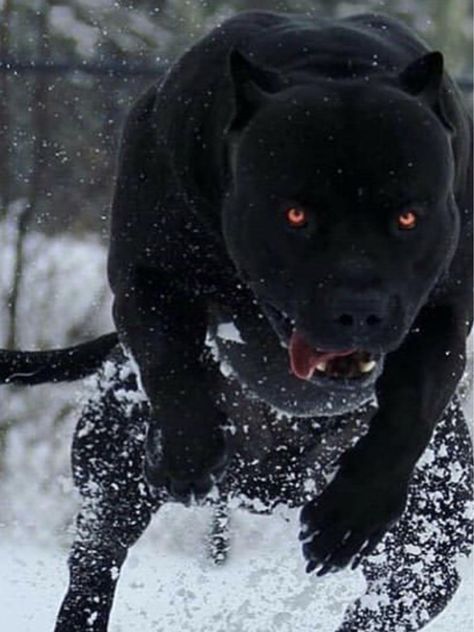 Angry Pitbull, Bully Pit, Black Pitbull, Puppies Pitbull, Best Guard Dogs, Dog Pitbull, Angry Dog, Thomas Shelby, Best Toys