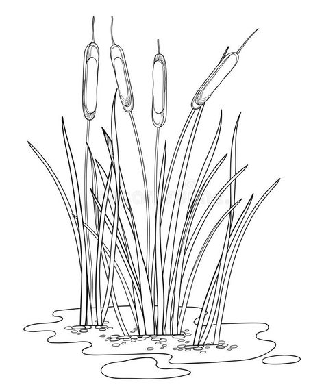 Vector outline Bulrush or reed or cattail or typha bush with leaves in black isolated on white background. Swamp grass plant. Vector outline Bulrush or reed or vector illustration Cloud Painting Acrylic, Nature Paintings Acrylic, Grass Drawing, Canvas Art Painting Acrylic, Creative Arts Therapy, Aluminum Foil Art, Grass Painting, Art Projects For Adults, Background Drawing