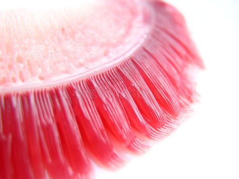 Fish gills. A close up of the gills of a fish , #ad, #gills, #Fish, #fish, #close #ad Gills On Human, Gills Fish, Fish With Human Teeth, Fish Gills, Blue Gill Fish, Diy Fishing Decor, Raw Fish Photography, Goby Fish, Fic Inspiration