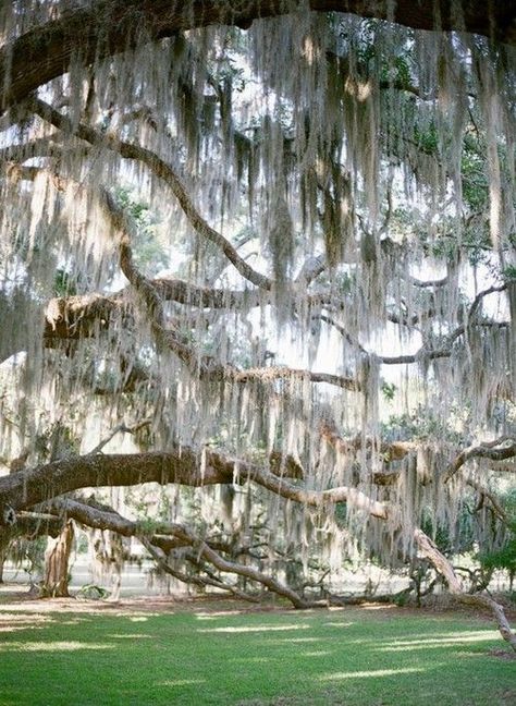 Moss Hanging, Summer Giveaway, Jekyll Island, Georgia On My Mind, Live Oak, Spanish Moss, Southern Weddings, Island Weddings, Mark Twain