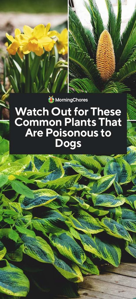 There are lot of plants poisonous to dogs out there, so how do you protect your pooch from danger? We'll show you how to identify popular toxic plants. Decoupage Pots, Plants Poisonous To Dogs, Plants Toxic To Dogs, Poison Plants, Growing Ginger Indoors, Morning Chores, Daffodils Planting, Toxic To Dogs, Toxic Plants