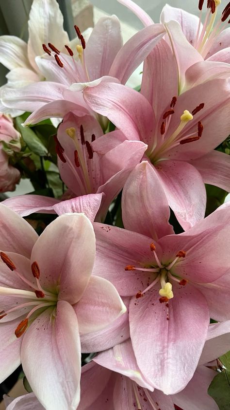 Flowers Different Types, Pink Lily Wedding Flowers, Lilly Flowers Wallpaper, Lillie’s Bouquet, Bouquet Of Flowers Lilies, Pink Lillie’s, Lillys Flowers Bouquet, Lilys Aesthetic Flower, Aesthetic Lillies