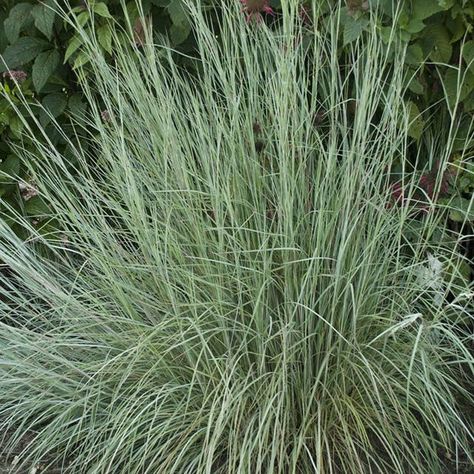 Masses of Grass: Planting Large Groupings Of Ornamental Grasses Best Garden Plants, Little Bluestem, Feather Reed Grass, Grass Species, High Country Gardens, Denver Botanic Gardens, Perennial Grasses, Types Of Grass, Butterfly Species