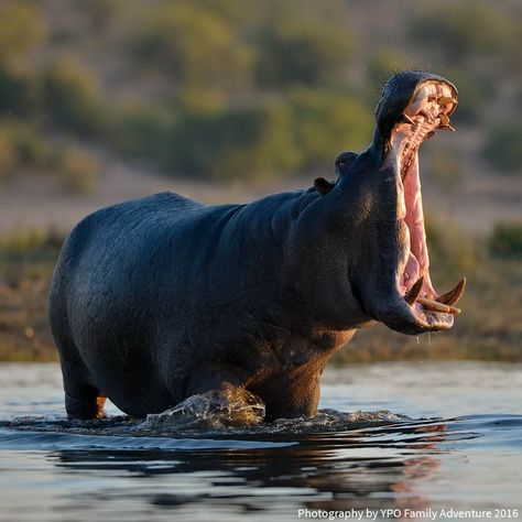 Africa Wildlife, Animal Reference, Animals Friendship, Animal Groups, Rhinos, African Wildlife, Prehistoric Animals, Hippopotamus, Animals Of The World