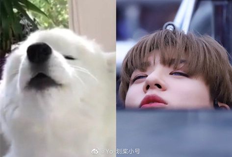 Jeno Samoyed, Jeno And Samoyed, Like I Love You, Nct Jeno, Meme Faces, Shinee, Nct 127, Nct Dream, Workout Videos