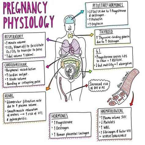 Pregnancy Physiology #medicalschool #resources #medicalstudent Image Credits: MEDizzy Anatomy And Physiology Notes, Physiology Notes, Obstetrics Nursing, Midwifery Student, Student Midwife, Medical Notes, Ob Nursing, Nursing Mnemonics, Pharmacology Nursing