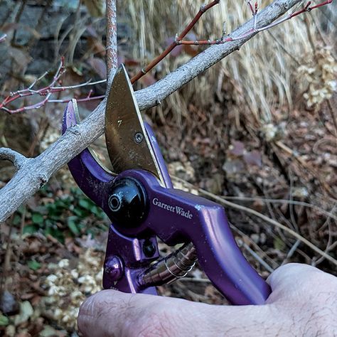 Pruning Overgrown Lilacs, Electric Pruning Shears, Columnar Trees, Big Leaf Hydrangea, Panicle Hydrangea, Crape Myrtle, Rose Of Sharon, Crab Apple, Japanese Maple