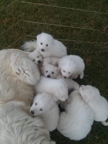 Great White Pyrenees, Great Pyrenees Puppies, Pyrenees Puppies, Great Pyrenees Puppy, Maremma Sheepdog, Laura Ann, Pyrenees Dog, Great Pyrenees Dog, Great Pyrenees