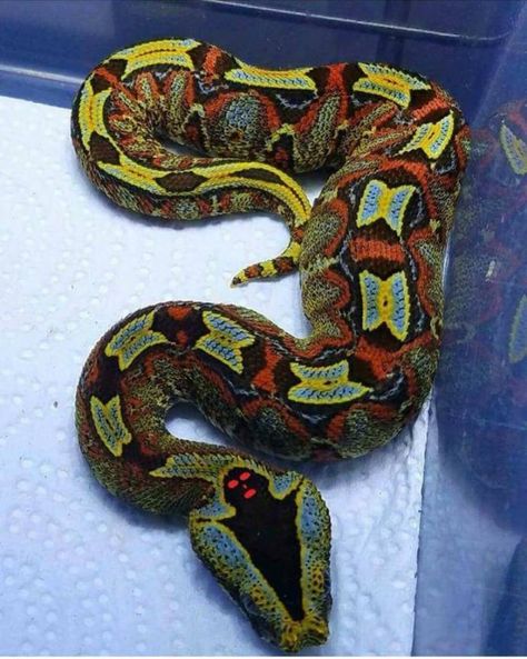 Gaboon Viper, Pretty Snakes, Cute Reptiles, Snake Venom, Snake Art, Pet Snake, Beautiful Snakes, Jairzinho, A Snake