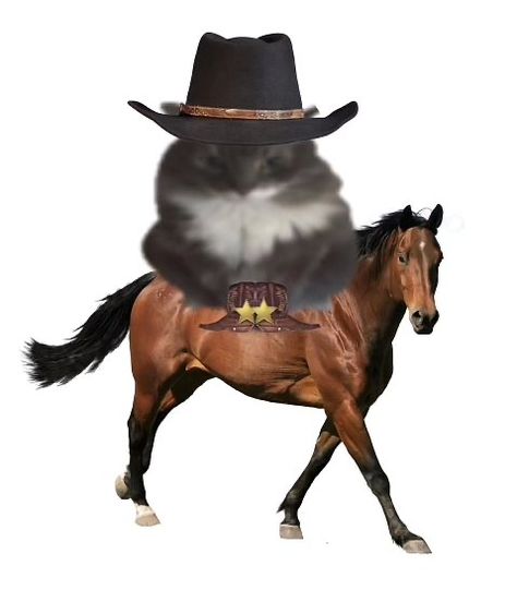 Cat Cowboy, Cowboys Memes, Funny Looking Cats, Ninja Cats, Silly Cats Pictures, Silly Images, Cat Boarding, Silly Animals, Silly Pictures