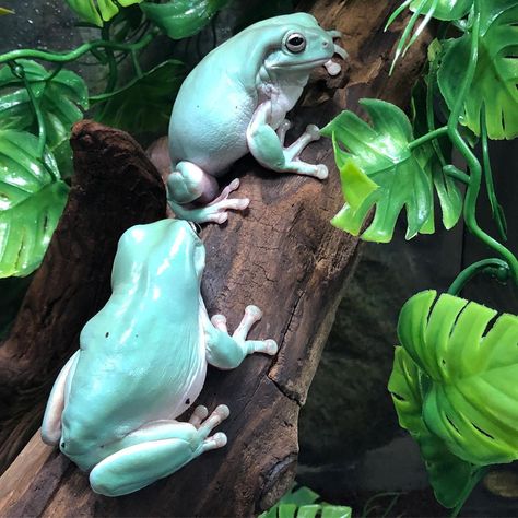 Beautiful adult whites tree frogs now available at Reptile Rapture. Tree Frog Terrarium, Dumpy Tree Frog, Frog Terrarium, Whites Tree Frog, Green Frogs, Pet Frogs, Reptile Room, Cute Reptiles, Tree Frog