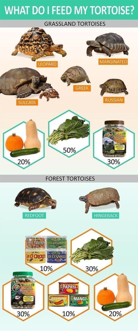 Tartaruga Habitat, Russian Tortoise Diet, Animal Enclosures, Red Footed Tortoise, Water Forest, Tortoise Food, Turtle Care, Tortoise Table, Tortoise House