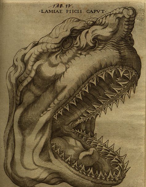 Shark from Elementorum myologiae specimen, 1667 by Nicolaus Steno (Niels Steensen, Nicolaus Stenonis) (Danish, 1638–1686) Hatch Drawing, Medieval Tattoo, Medieval Artwork, Dark Visions, Jonah And The Whale, Mythical Beasts, Propaganda Art, Relief Printing, Macabre Art