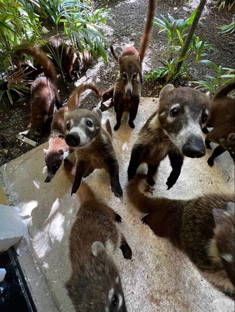 #coatis #raccoon #animals #animal #adorable #cute #cuteanimals Animal Caretaker Aesthetic, 0.5 Animal Pictures, Two Cute Animals, Sassy Animals, Jungle Art, All Animals, Paws And Claws, Animal Masks, Silly Animals