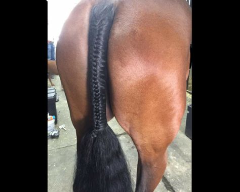 Short Groom, Running Guide, Horse Braiding, Tail Braids, Horse Trials, Horse Tail, Cross Country Running, Mane N Tail, Horse Barn