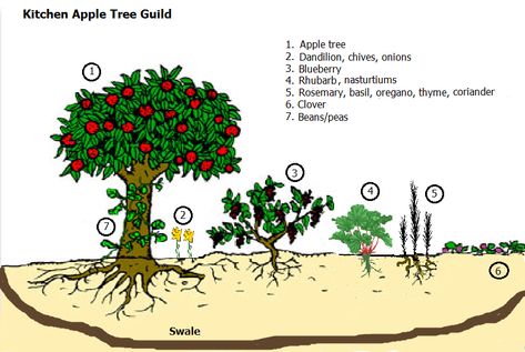 Food Forest Garden, Growing Tomatoes In Containers, Permaculture Gardening, Permaculture Design, Edible Landscaping, Food Forest, Forest Garden, Food Garden, Companion Planting