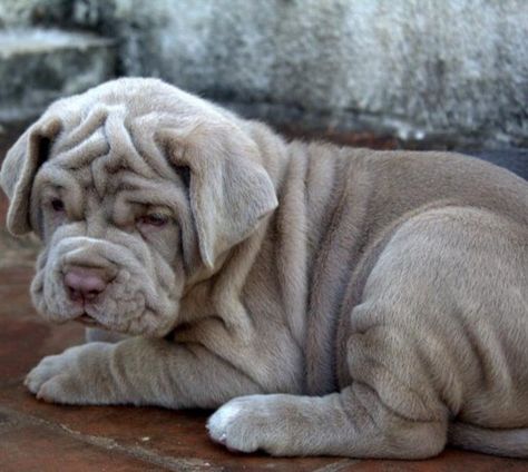 Neopolitan Mastiff puppy. It's just a big wrinkle. Lol. So cute :) British Mastiff, Mastiff Puppy, Mastiff Breeds, Neapolitan Mastiffs, Giant Dog Breeds, Mastiff Puppies, Fierce Animals, Mastiff Dogs, Giant Dogs