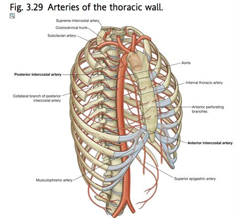 Print Anatomy of the Arteries of the Trunk - Lecture 5 flashcards | Easy Notecards Arteries Anatomy, Subclavian Artery, Thoracic Vertebrae, Spinal Surgery, Medical Student Study, Muscle Anatomy, Human Anatomy And Physiology, Medical Anatomy, Bones And Muscles