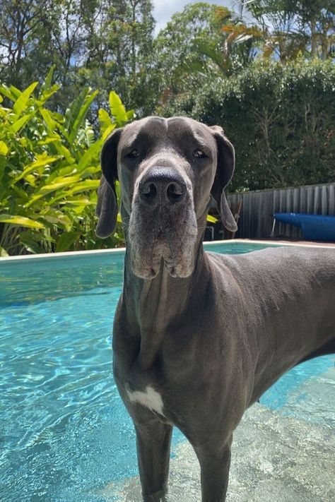 swimming with roxy Great Dane Mastiff, Dog Pool, Great Dane Dogs, Pool Day, Pretty Dogs, Cute Animal Photos, Cane Corso, Baby Dogs, Animal Photo