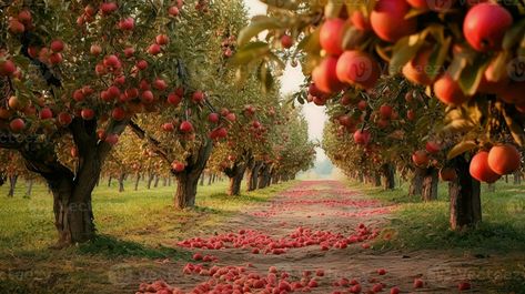 organic countryside apple orchards ai generated Orchard Wallpaper, Apple Orchards, Tree Saw, Wedding People, Apple Orchard, Cityscape Photos, Nature Backgrounds, Photo Template, Landscape Photos