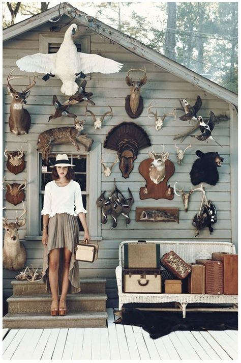 Taxidermy Aesthetic, Antique Taxidermy, Decorating With Antlers, Taxidermy Decor, Deer Heads, Taxidermy Art, Vulture Culture, Summer Fresh, Cabinet Of Curiosities