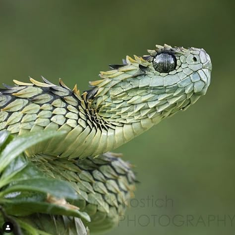 22 Pics of the Coolest Poisonous Snake in the World - the African Bush Viper - Wow Gallery African Bush Viper, Bush Viper, Snake Photos, Poisonous Snakes, Cool Snakes, Pretty Snakes, Cute Reptiles, Cute Snake, Beautiful Snakes