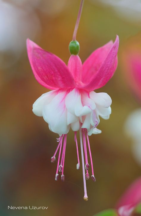 Fuchsia Plant, Cute Ballerina, Fuchsia Flower, Rose Flower Pictures, Fuchsia Flowers, Pink Garden, Flower Therapy, Floral Photo, Beautiful Rose Flowers