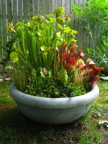 Outdoor Bog Container Garden. Another great way to add carater to a garden. Indoor Bog Garden, Carnivorous Plants Terrarium, Container Water Gardens, Bog Plants, Bog Garden, Terrarium Containers, Pitcher Plant, Garden Containers, Carnivorous Plants