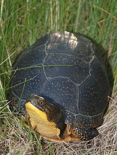 Blandings turtle | by antonsrkn Big Tortoise, Types Of Turtles, Freshwater Turtles, Kawaii Turtle, Land Turtles, Turtle Time, Box Turtle, Tortoise Turtle, Terrapin