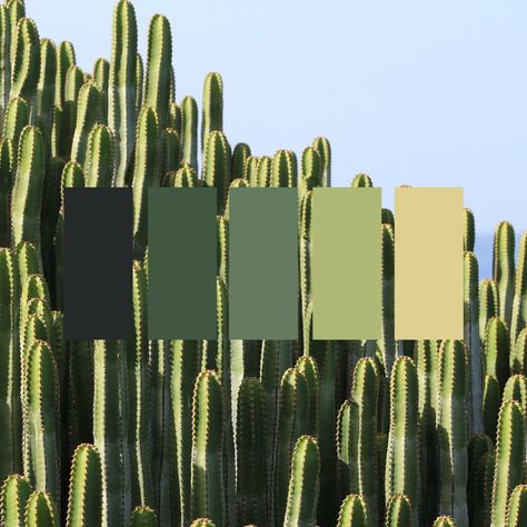 #trendy #color #palette #neutral #green #desert #cactus #neutralstyle Arizona Color Palette Southwest Style, Cactus Colour Palette, Green Desert Aesthetic, Landscaping Color Palette, Cactus Color Palette, Arizona Color Palette, Bondi House, Western Color Palette, Arizona Bedroom