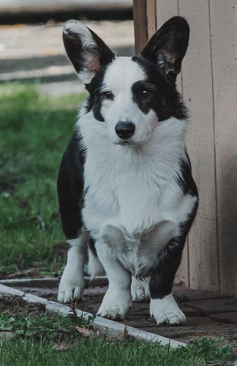 Glacier Cardigan Welsh Corgis in Oregon | Cardigan Welsh Corgi puppies | Good Dog Cardigan Welsh Corgi Puppies, Black Corgi, Welsh Corgi Cardigan, Cats And Puppies, Cowboy Corgi, Cardigan Corgi, Cute Corgi Puppy, Every Dog Breed, Spitz Dogs