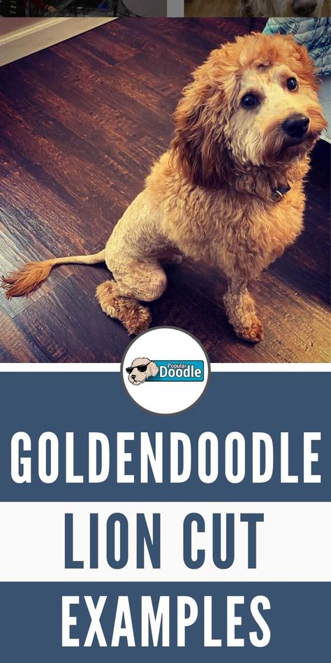 Thinking about getting your dog a Goldendoodle lion cut? Check out these 16 examples of this fun, unique haircut style for dogs! Lion Cut Dog, Haircut For Dogs, Shaved Goldendoodle, Goldendoodle Haircuts, Dog Lion Mane, Lion Walking, Goldendoodle Grooming, Funny Lion, Puppy Cut