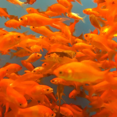 Gold Fish... orange Orange Fish Aesthetic, Orange Summer Aesthetic, Blue Orange Aesthetic, Orange Blue Aesthetic, Orange Widget, Aesthetic Fish, Orange Moodboard, Orange Core, Playlist Art