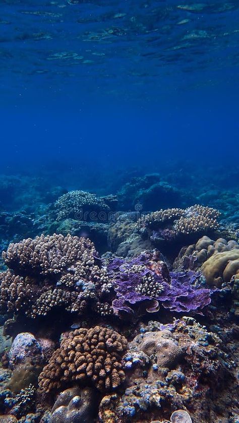 Underwater photography of a colorful coral reef royalty free stock image Coral Reef Photography Underwater, Coral Reef Photography, Colorful Coral Reef, Coral Ocean, Animation Classes, Dark Ocean, Underwater Painting, Colorful Nature, Motion Animation