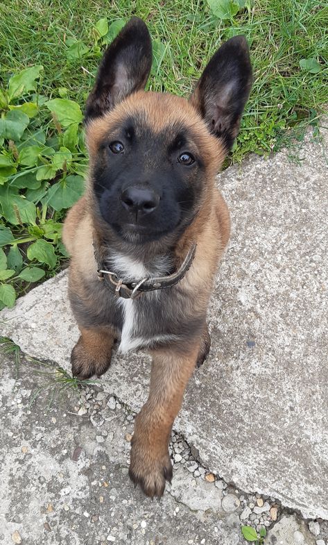 Belgium Shepherd Malinois, German Shepherd Malinois, Belgian Malinois Puppy, Malinois Shepherd, Belgian Dog, Malinois Puppy, Berger Malinois, Belgian Malinois Puppies, Belgium Malinois